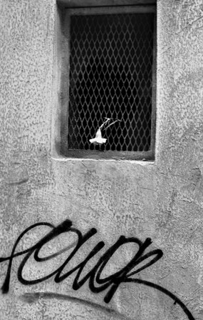  ©Gilmar Simes